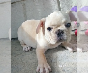 French Bulldog Puppy for sale in MADISONVILLE, KY, USA