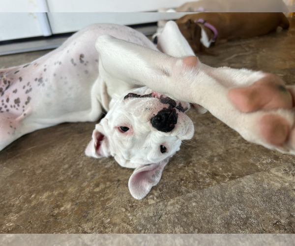 Medium Photo #7 Boxer Puppy For Sale in STRUM, WI, USA