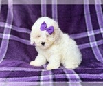 Hope - Female Bichpoo Puppy for Sale - Photo #3