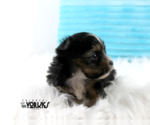 Small #3 Yorkshire Terrier