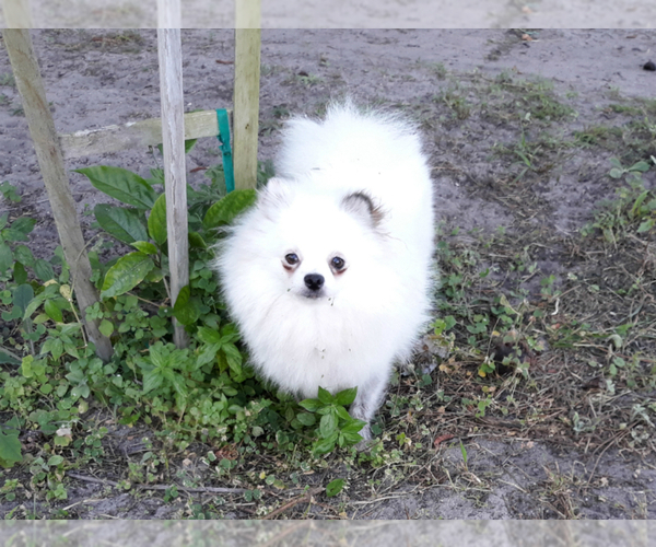 Medium Photo #1 Pomeranian Puppy For Sale in WEST PALM BEACH, FL, USA