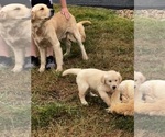 Small #5 Golden Retriever