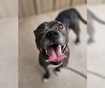 Small #2 American Pit Bull Terrier Mix