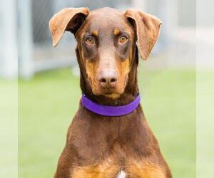 Doberman Pinscher Dogs for adoption in Camarillo, CA, USA