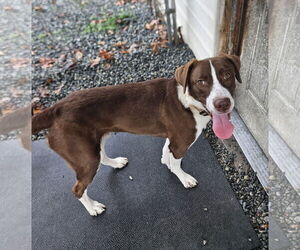 Mutt Dogs for adoption in Thomasville, NC, USA