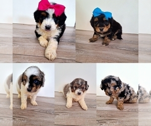 Aussiedoodle Miniature  Puppy for sale in HIALEAH, FL, USA