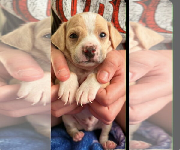 Medium Photo #5 Cheagle Puppy For Sale in Holly Springs, NC, USA