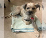 Small Photo #4 Brussels Griffon-Unknown Mix Puppy For Sale in San Diego, CA, USA