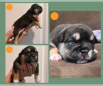Small Photo #6 English Bulldog Puppy For Sale in EUGENE, OR, USA