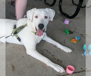 Great Pyrenees-Unknown Mix Dogs for adoption in Germantown, OH, USA