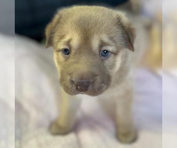 Medium Photo #7 Labrador Retriever-Unknown Mix Puppy For Sale in San Diego, CA, USA
