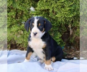 Greater Swiss Mountain Dog Puppy for sale in RONKS, PA, USA