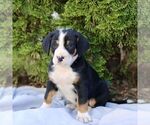 Small Greater Swiss Mountain Dog