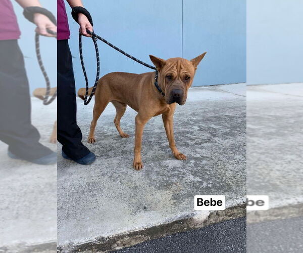 Medium Photo #5 Chinese Shar-Pei-Unknown Mix Puppy For Sale in New York, NY, USA