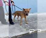Small #4 Chinese Shar-Pei Mix