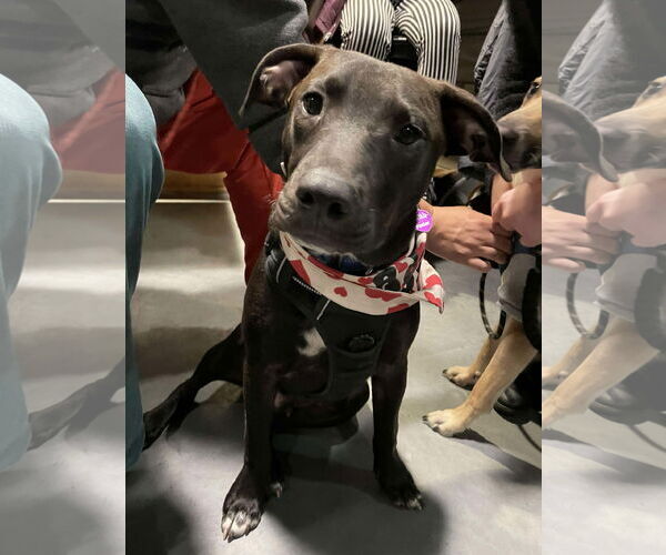 Medium Photo #14 American Pit Bull Terrier-Unknown Mix Puppy For Sale in Minneapolis, MN, USA