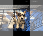 Puppy Dottie Blue Pembroke Welsh Corgi