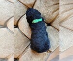 Puppy 2 Goldendoodle-Poodle (Standard) Mix