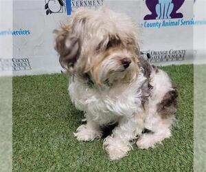 Shih Tzu-Unknown Mix Dogs for adoption in Orlando, FL, USA