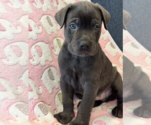 Charlotte's Puppy Noah - Male Labrador Retriever-Unknown Mix Dog for Adoption - Photo #6