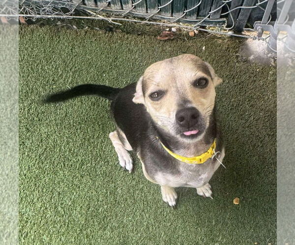 Medium Photo #3 Chihuahua-Unknown Mix Puppy For Sale in Tempe , AZ, USA