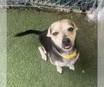 Small #2 Chihuahua Mix