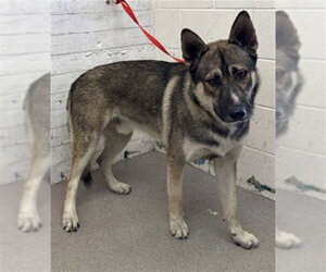 German Shepherd Dog-Unknown Mix Dogs for adoption in San Bernardino, CA, USA