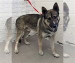 DALIE - Male German Shepherd Dog-Unknown Mix Dog for Adoption - Small photo