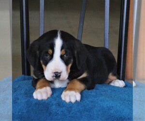 Greater Swiss Mountain Dog Puppy for sale in KINZERS, PA, USA