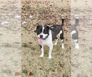 Mutt Dogs for adoption in Boston, MA, USA