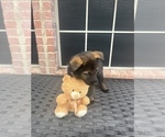 Small Photo #11 German Shepherd Dog Puppy For Sale in LANCASTER, TX, USA