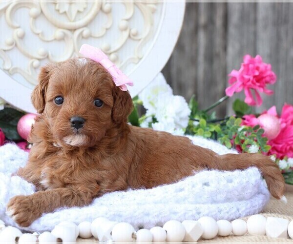 Medium Photo #11 Cavapoo Puppy For Sale in JONES, MI, USA