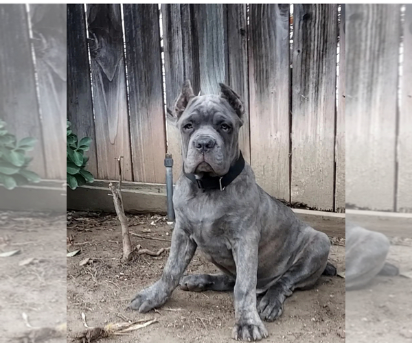View Ad Cane Corso Puppy for Sale near California, TEMECULA, USA. ADN