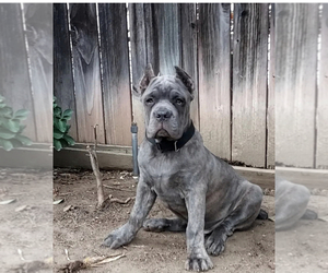 Cane Corso Puppy for sale in TEMECULA, CA, USA