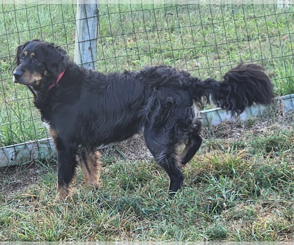 Medium Photo #3 Australian Shepherd Puppy For Sale in Walnutport, PA, USA