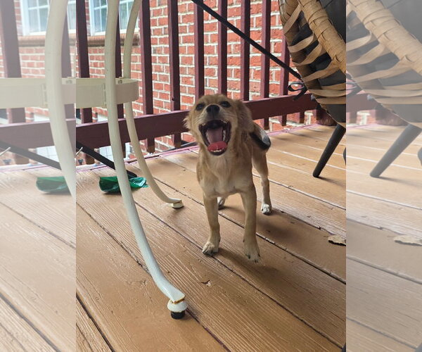 Medium Photo #3 Mutt Puppy For Sale in Thomasville, NC, USA