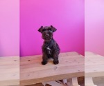 Small Photo #2 Schnauzer (Miniature) Puppy For Sale in ROGERS, AR, USA