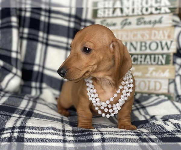 Medium Photo #4 Dachshund Puppy For Sale in CEDAR LANE, PA, USA