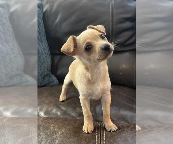Medium Photo #1 Chihuahua-Chiweenie Mix Puppy For Sale in CLOVER, SC, USA