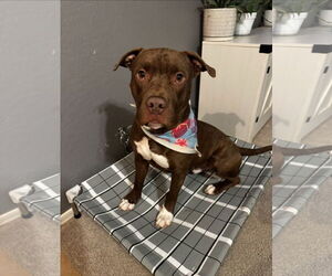 Marky Mark - Male American Pit Bull Terrier-Unknown Mix Dog for Adoption - Photo #5