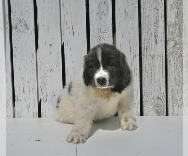 Medium Photo #3 Newfoundland Puppy For Sale in MILLERSBURG, OH, USA