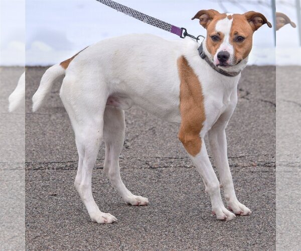 Medium Photo #5 Jack Russell Terrier-Unknown Mix Puppy For Sale in Huntley, IL, USA
