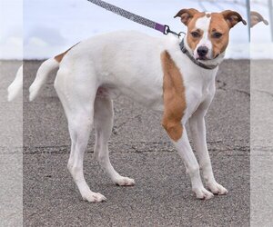 Ollie - Male Boxer-Unknown Mix Dog for Adoption - Photo #5