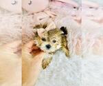 Small #5 Morkie