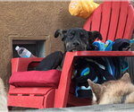 Small Photo #2 Mutt Puppy For Sale in Dana Point, CA, USA