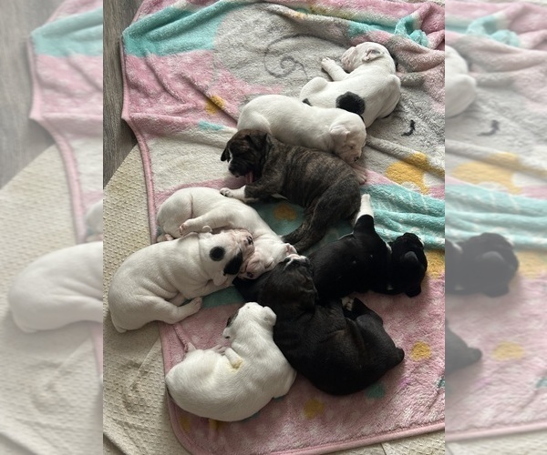 Medium Photo #5 America Bandogge Mastiff-Cane Corso Mix Puppy For Sale in WICHITA, KS, USA