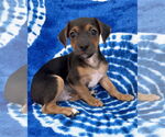 Small #4 Chihuahua Mix