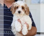 Small #3 Cavapoo