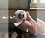 Small Photo #3 Miniature Australian Shepherd Puppy For Sale in SIGNAL MOUNTAIN, TN, USA
