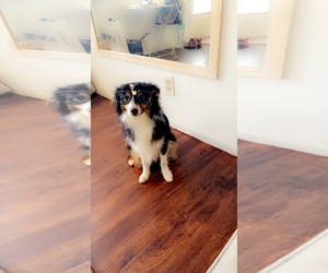 Australian Shepherd Puppy for sale in AVENTURA, FL, USA